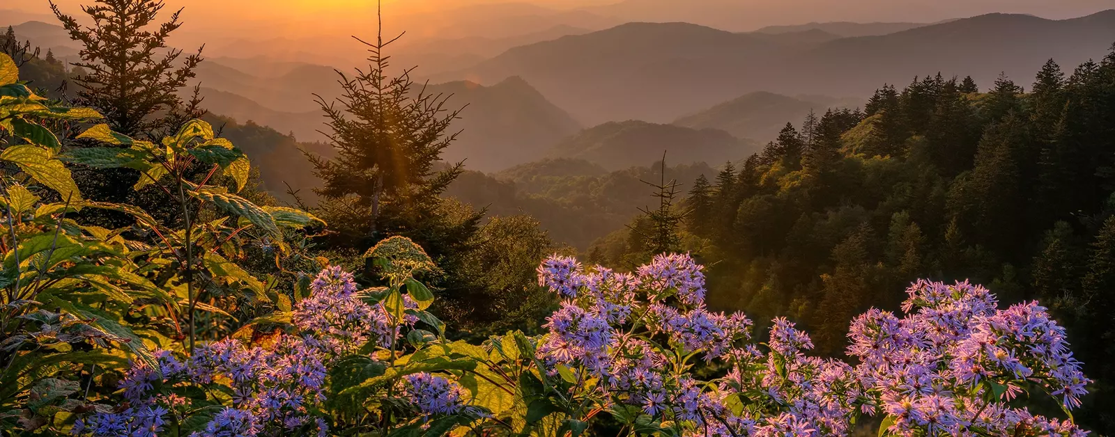 pink flowers in front of Smoky Mountain vista at sunset